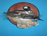 Hooded Merganser Pair